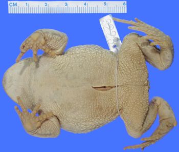 Media type: image; Herpetology A-3223